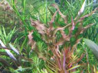Murdania Red
