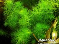 Myriophyllum sp Guyana