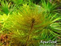 Myriophyllum sp. Roraima