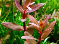 Nesaea Triflora