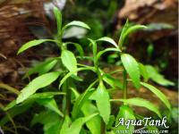 Penthorum Sedoides