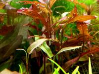Persicaria Hastato-Sagittatum