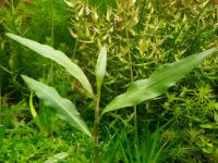 Polygonum hydropiperoides