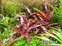 Persicaria Praetermissa / Ruby