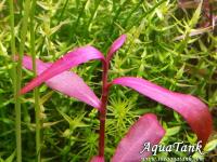 Polygonum sp. 'Sao Paulo'