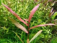 Polygonum sp. 'Kawagoeanum'
