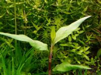 Persicaria sp Odorata
