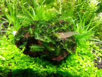 Plagiochila integerrima