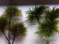 Pleuroziopsis ruthenica & Climacium japonicum