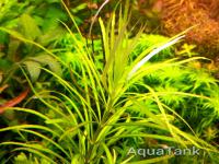 Pogostemon stellatus