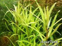 Pogostemon Yatabeanus