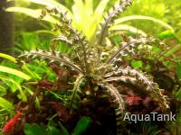 Pogostemon helferi red