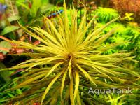 Pogostemon sp. Dassen