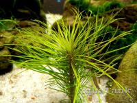 Pogostemon sp. Deccanensis