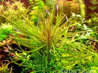 Pogostemon stellatus sp. Sri Lanka long leaf