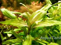 Pogostemon. cf. Pumilus