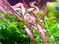 Persicaria sp. 'Porto Velho'
