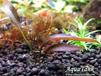Ragenandora sp. THENKAS