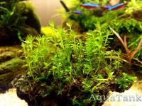 Rhodobryum Giganteum