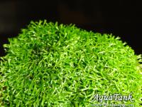 Riccia sp. 'Dwarf'