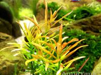 Rotala Araguaia Red Cross