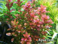 Rotala Araguaia