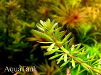 Rotala Bangladesh