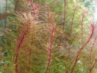 Rotala sp. Enie