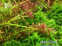 Rotala sp. 'Goias'
