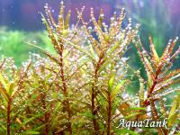 Rotala H’Ra