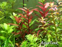 Rotala Magenta