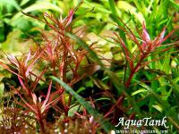 Rotala Mexicana Red