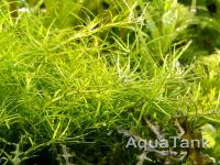 Rotala Pussila Wayanad