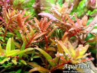 Rotala Singapore