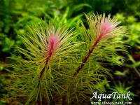 Rotala Vietnam