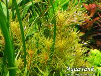 Rotala sp. Malaysia Langkawi Island