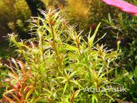 Rotala sp Mexicana Araguaia