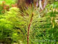 Rotala sp. Cambodia Sisophon