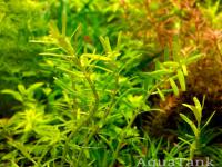 Rotala sp. Wayanad