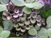 Salvinia cucullata