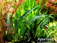 Schismatoglottis Roseospatha Gunung Hose