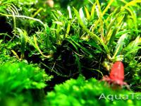 Schismatoglottis roseospatha Gunung Hose Kapit