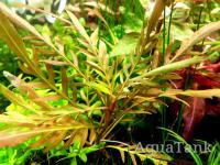 Staurogyne sp Bihar