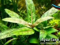 Staurogyne Low Grow