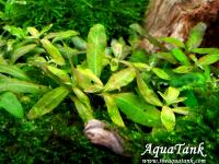 Staurogyne repens brown