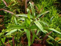 Staurogyne stolonifera, Hygrophila sp. Rio Araguaia
