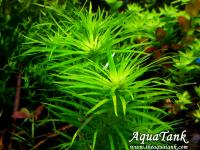 Syngonanthus Madeira
