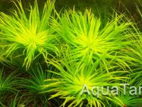 Syngonanthus sp. Rio Negro