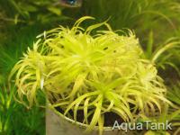 Syngonanthus sp. Rio Uaupes