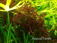 Thorea hispida algae Red algae